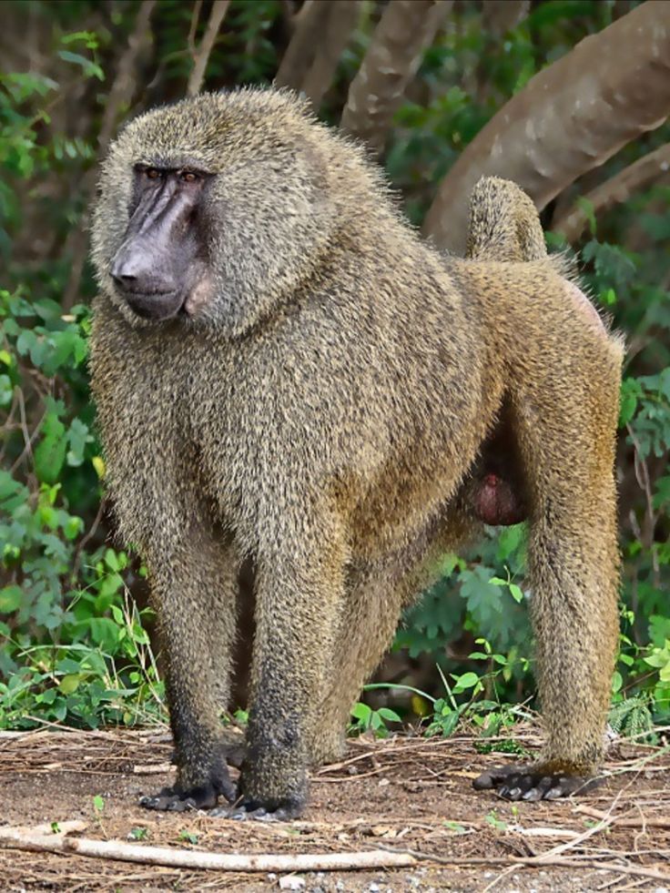 a baboon standing on the ground in front of some trees