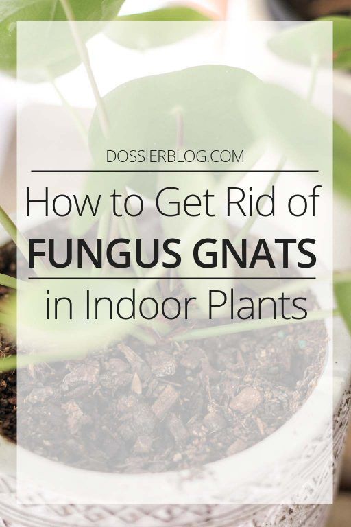 Kill Gnats In House, Getting Rid Of Nats, Gnats In House Plants, Terrariums Diy, How To Get Rid Of Gnats, Fungus Gnats, Diatomaceous Earth Food Grade, Get Rid Of Flies, Fig Plant