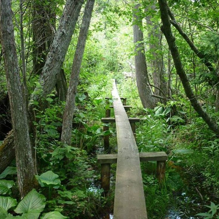 a wooden walkway in the middle of a forest