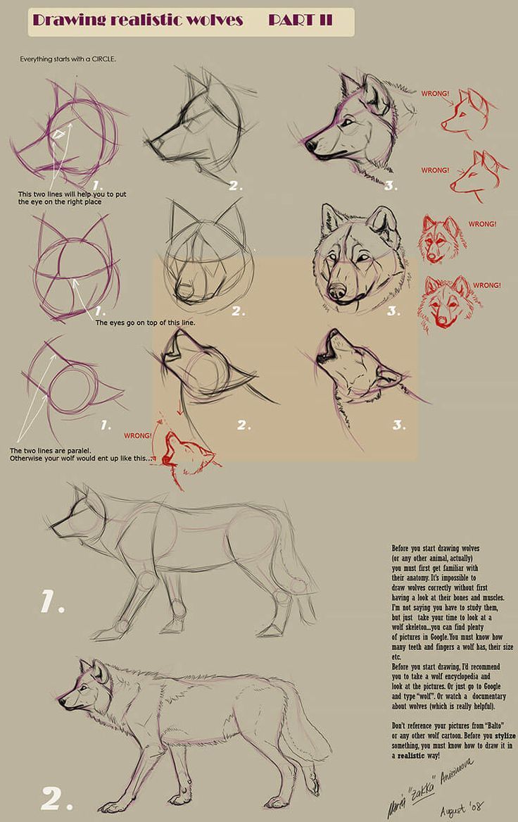 how to draw a wolf with different poses and head shapes for each animal, including the tail