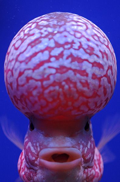 a close up of a fish's head and body with bubbles on its face