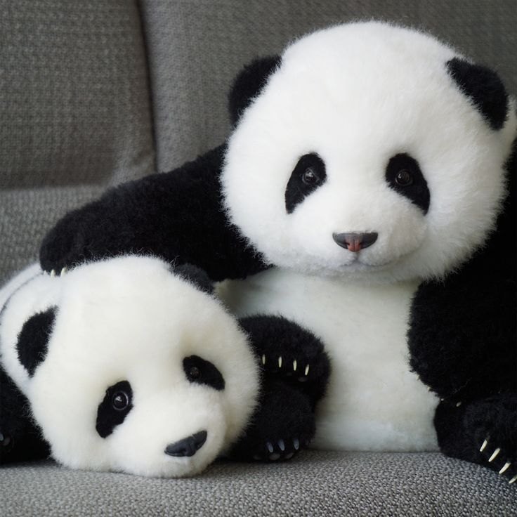 two black and white panda bears sitting on a gray couch with their paws resting against each other