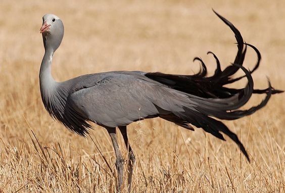 a large bird with long black feathers standing in the middle of a dry grass field