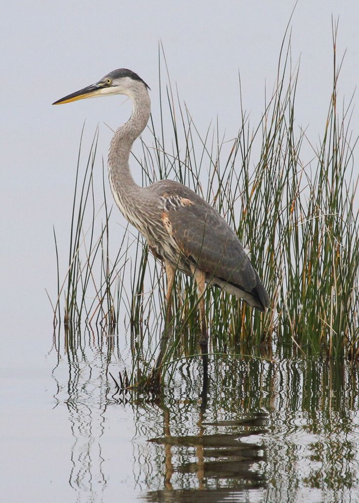 a bird is standing in the water next to tall grass