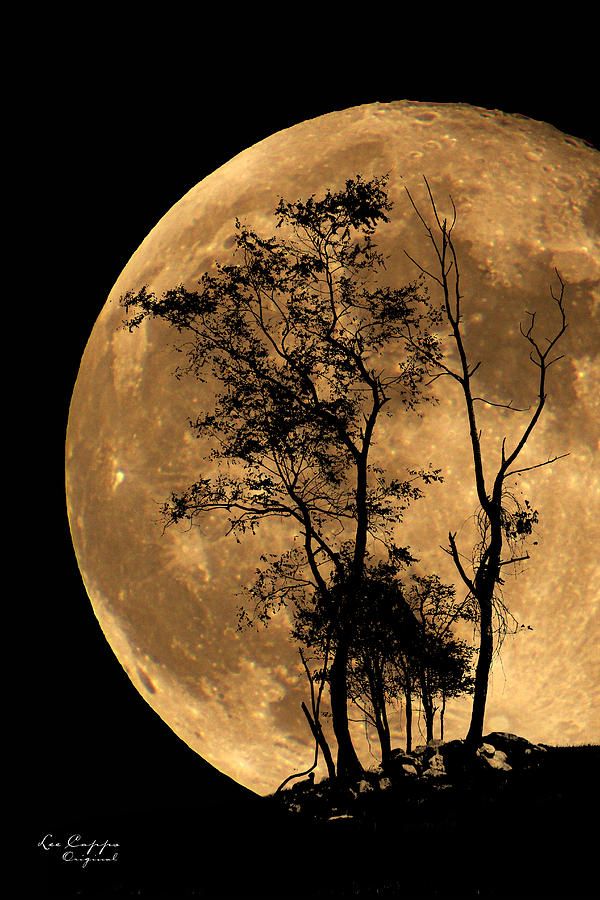 the full moon with trees silhouetted against it