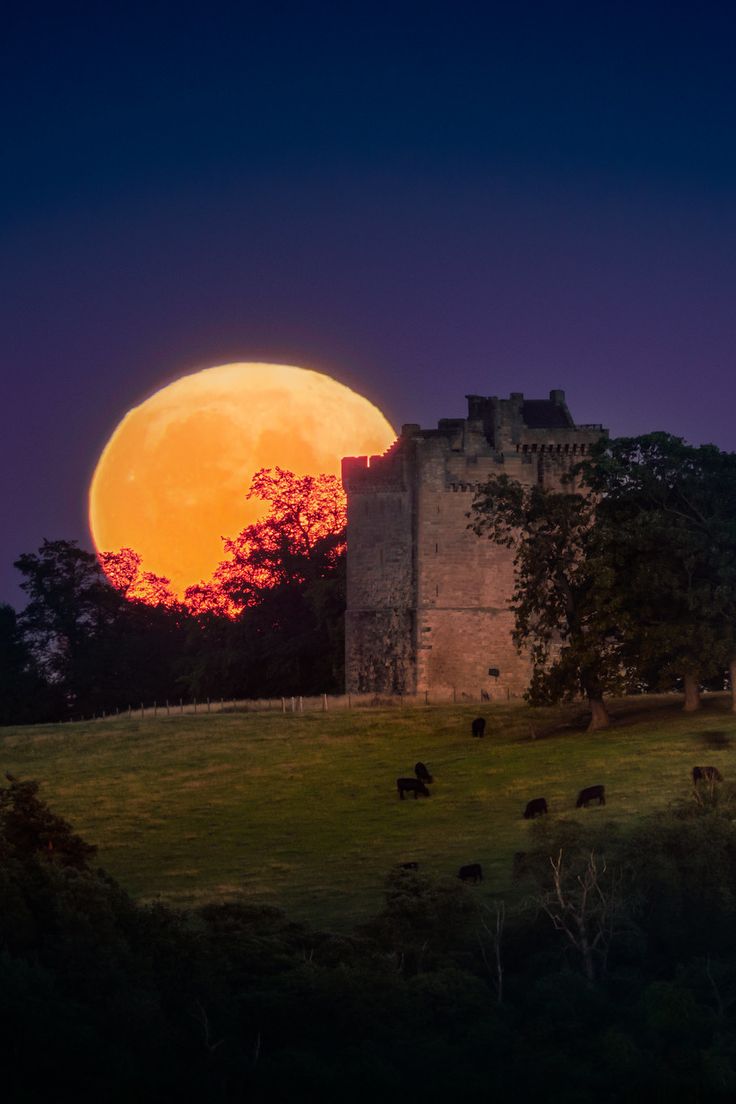 the full moon is setting behind a castle with cows grazing on the grass in front of it