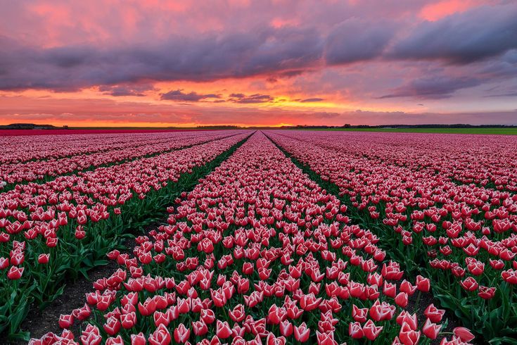 a field full of pink tulips under a cloudy sky