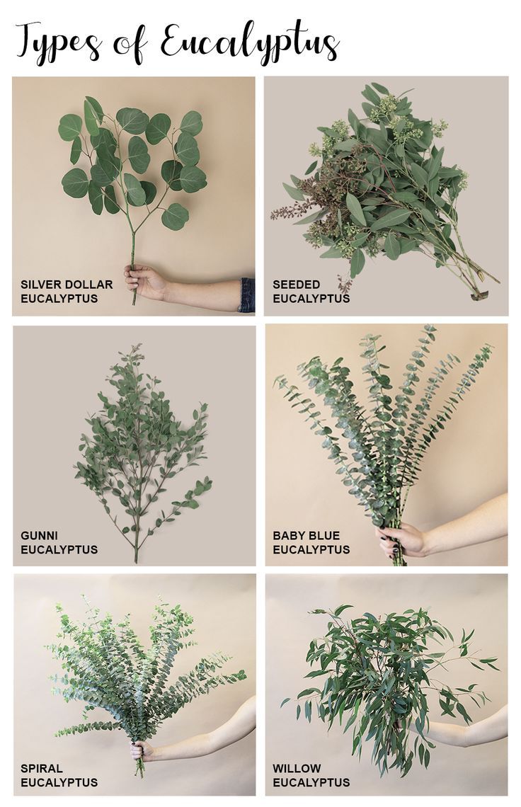 the different types of eucalyptus leaves are shown in this image, and there is also instructions to grow them