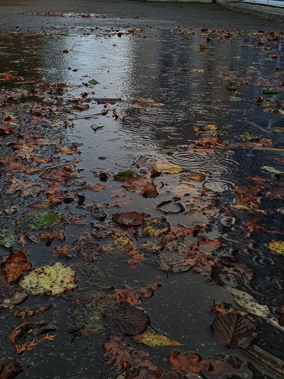 the street is flooded with water and leaves