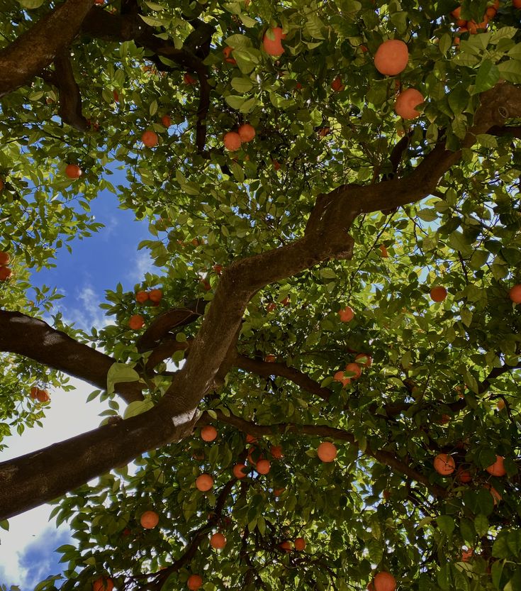 an aesthteic picture of a spanish orange tree. Nature, Spanish Village Aesthetic, Southern Spain Aesthetic, Spanish Astethic, Spain Asethic, Spanish Vibes Aesthetic, Orange Tree Aesthetic, Spanish Aesthetics, Spanish Summer Aesthetic