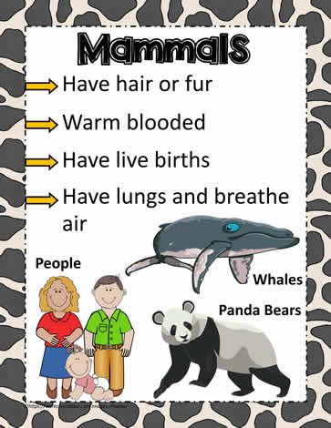 an animal poster with the words mammals and panda bears on it's back side