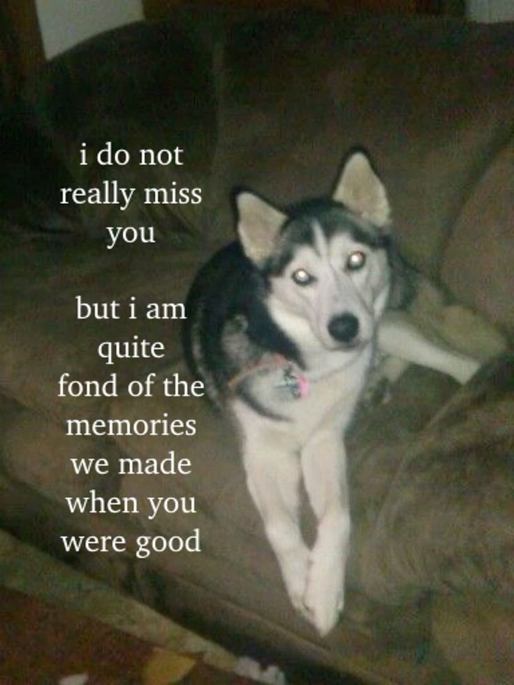 a husky dog sitting on top of a couch next to a quote that says, i do not really miss you but i am quite fonde