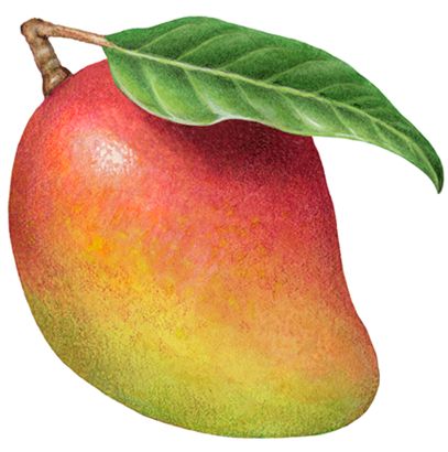 a drawing of a mango with a green leaf on it's tip and the top half of its fruit