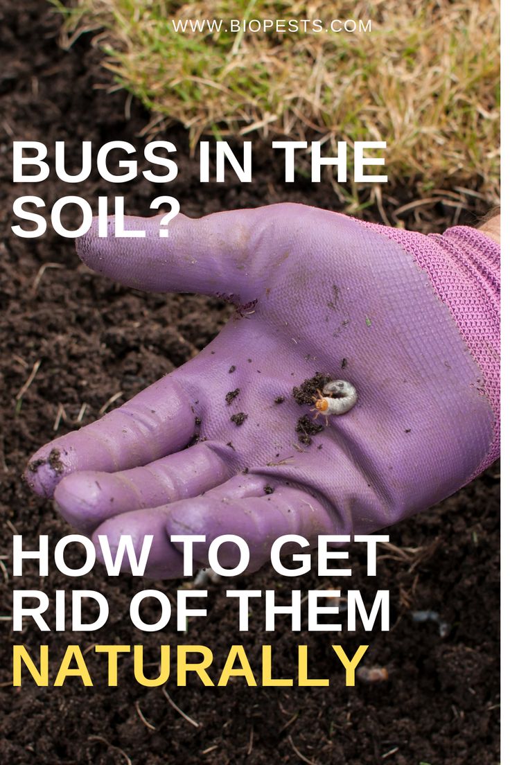 If you have recently had close encounters with cutworms, grubs, and strawberry root weevils, you possibly need to treat your soil against pests. This article gives you 5 easy solutions how to get rid of these bugs in natural ways. #organic pest control #natural pest control solutions Lacewings, Grubs How To Get Rid Of, Companion Herbs, Pesticides For Plants, Grub Worms, Growing Cactus, Geranium Care, Rose Plant Care, Kill Bugs