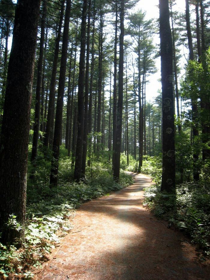 a dirt path in the middle of a forest with lots of trees on both sides