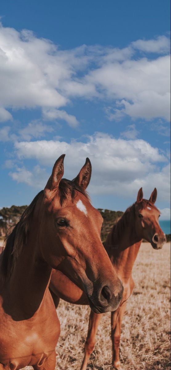 two brown horses standing next to each other on a dry grass covered field under a blue sky with white clouds