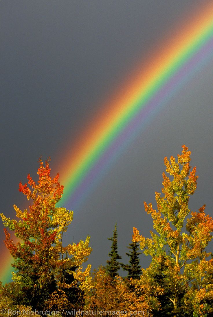 a rainbow in the sky over some trees