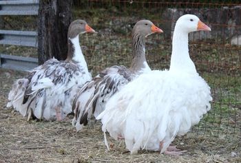 three white and gray ducks standing next to each other in front of a wire fence