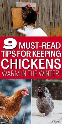 chickens in the snow with text overlay that reads 9 must - read tips for keeping chickens warm in the winter
