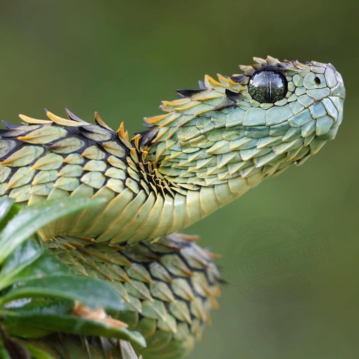 a close up of a snake's head on top of a plant