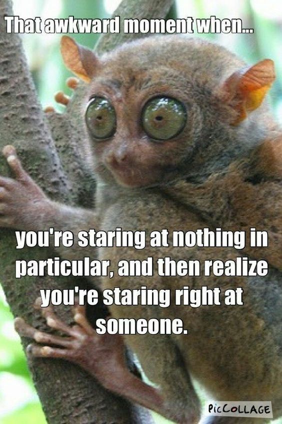 a small animal sitting on top of a tree next to a caption that reads, that awkward moment when you're staring at nothing