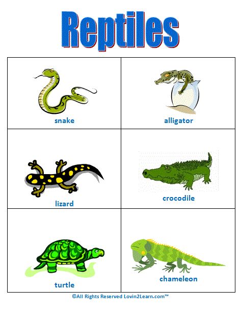 reptiles worksheet with pictures of different types of reptiles and their names
