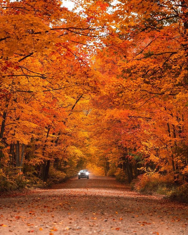 a car driving down a road surrounded by trees with orange and yellow leaves on the ground