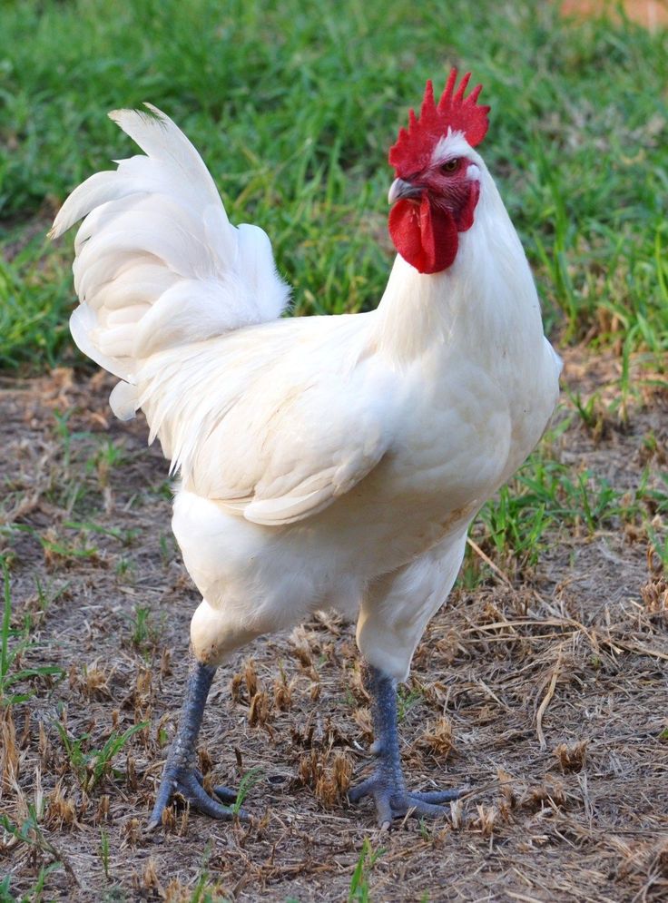 a white rooster standing on top of a grass covered field and looking at the camera