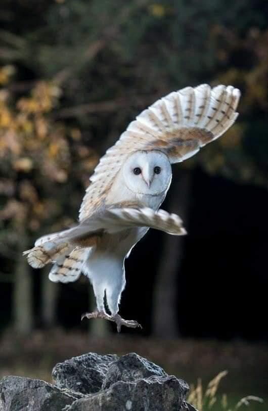 an owl is flying through the air with its wings wide open in front of trees