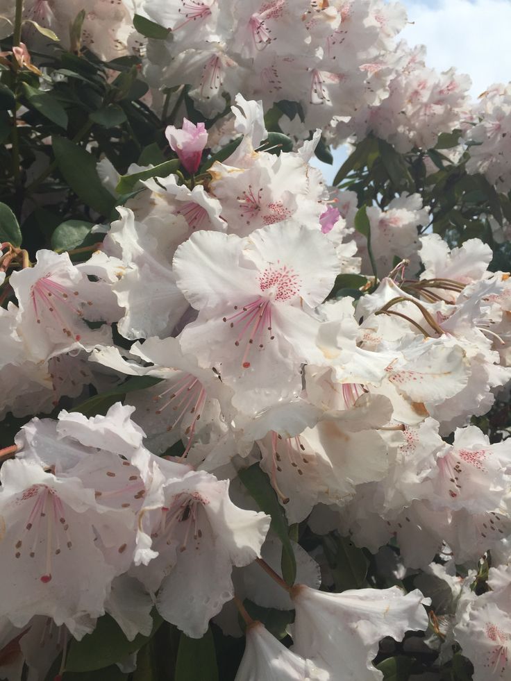 white flowers are blooming in the sun