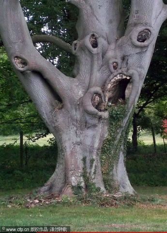 an odd looking tree with its mouth open