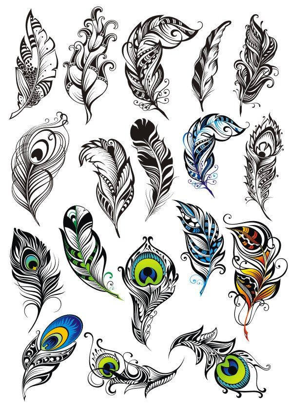 an image of peacock feathers in different colors and patterns on a white background stock illustration