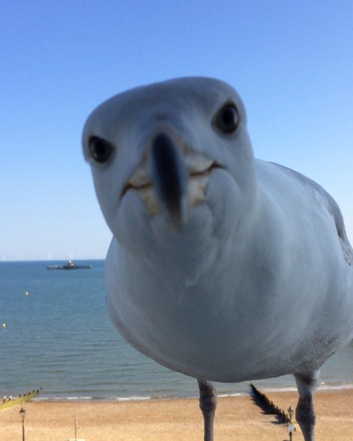 a white bird standing on top of a sandy beach