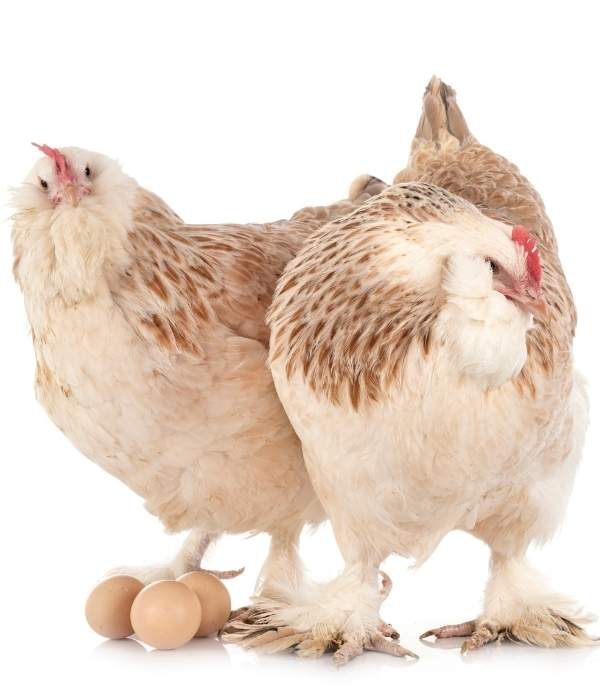 two chickens standing next to each other with eggs in front of them on a white background