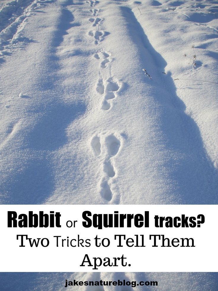 two tracks in the snow with text reading rabbit or squirrel tracks? two tricks to tell them apart