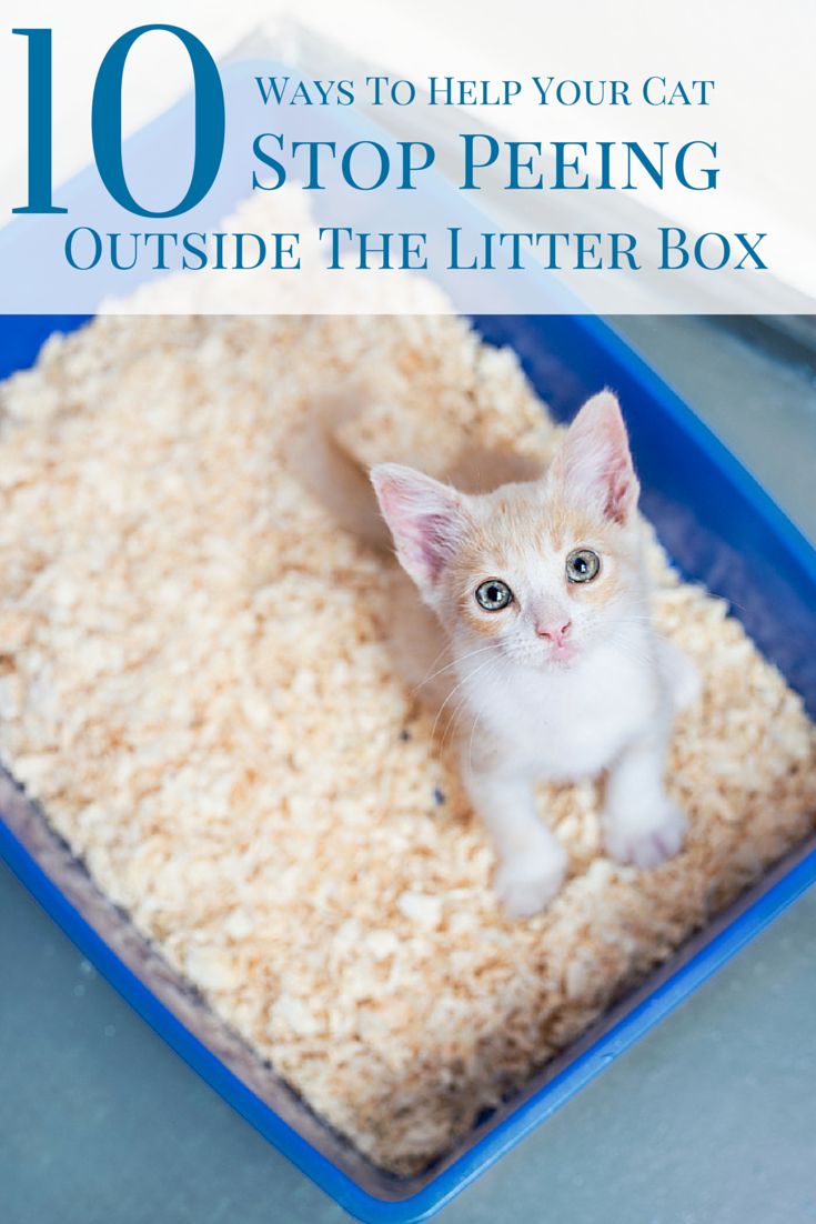 a kitten sitting in a litter box with the words how to solve litterbox problems