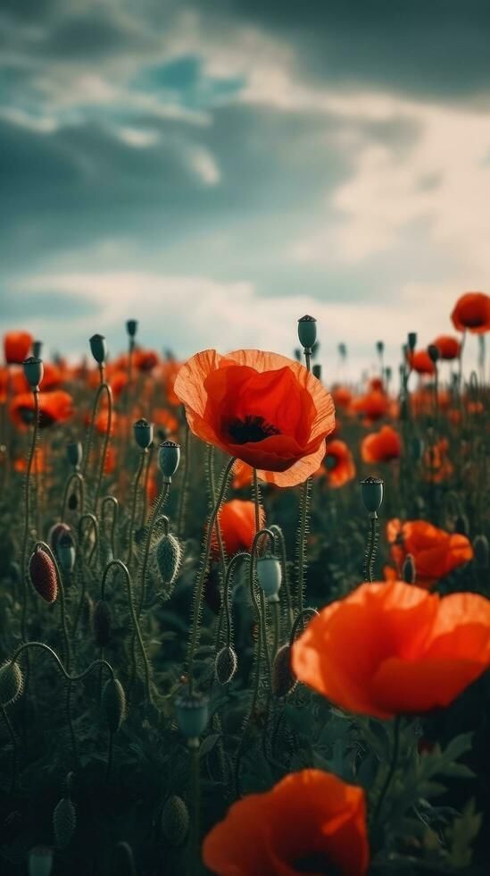 a field full of red flowers under a cloudy sky