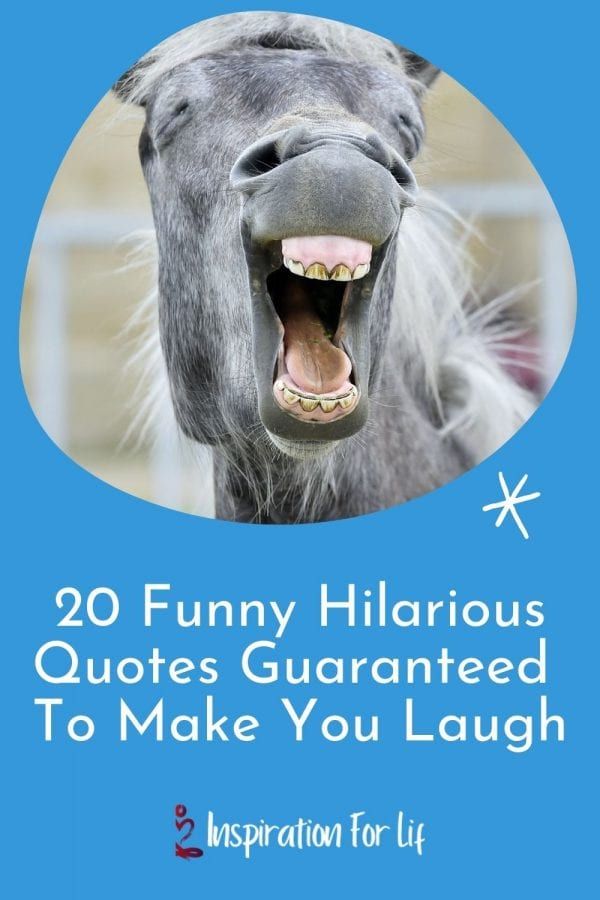 a horse with it's mouth open and the words funny hilarious quotes guaranteed to make you laugh