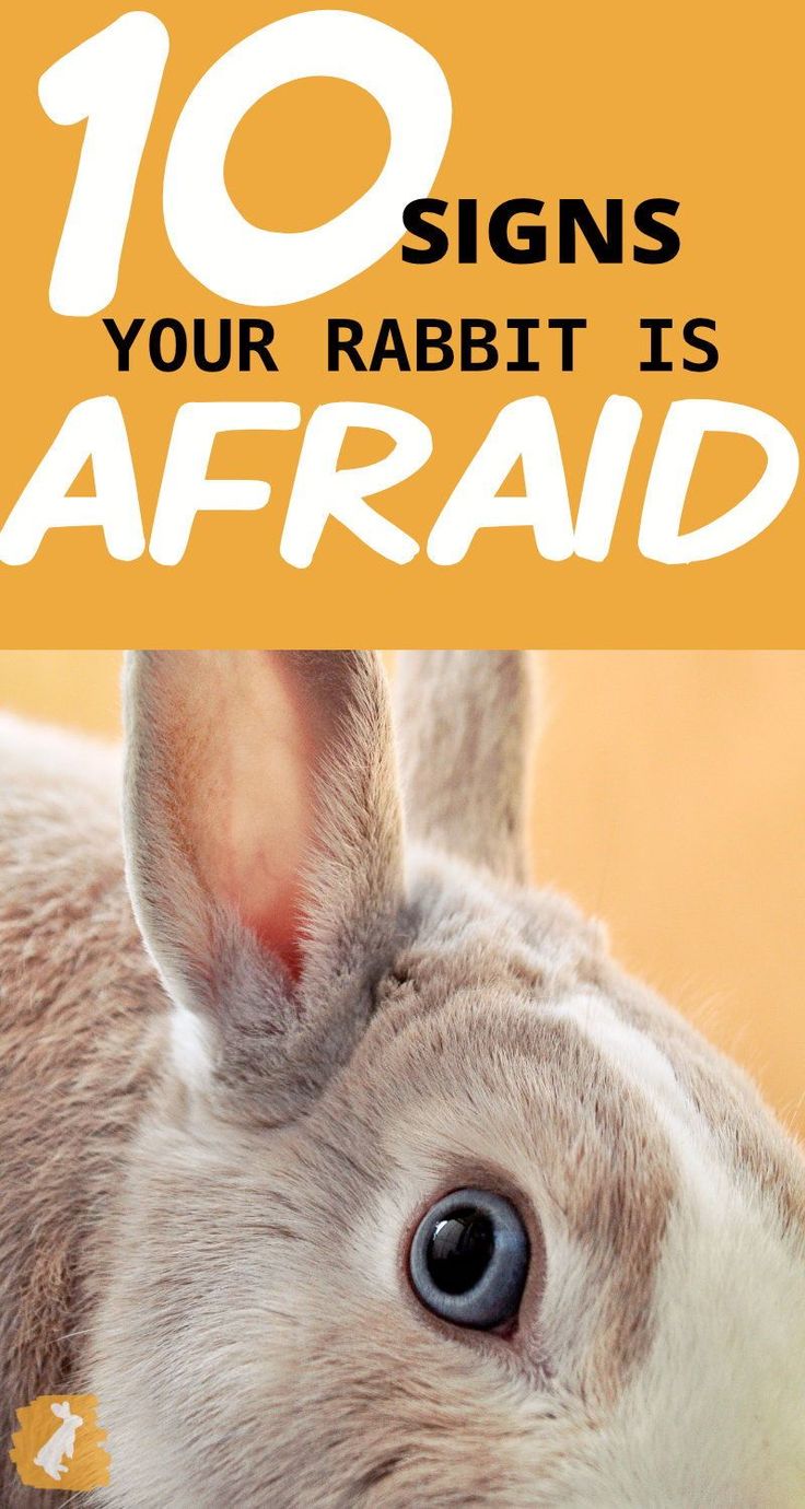 an image of a rabbit with the words 10 signs your rabbit is afraid on it