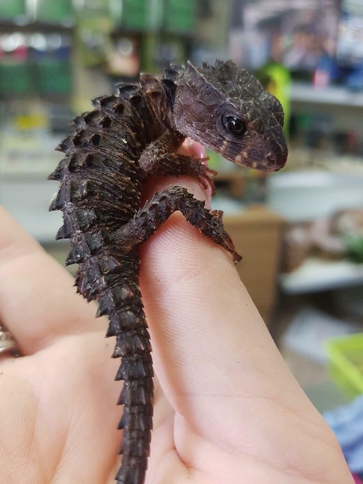 a small lizard sitting on top of someone's finger