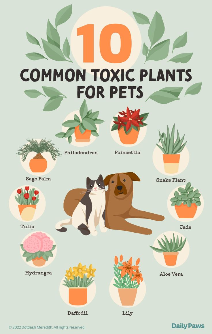 the top ten common plants for pets that you can use in your houseplants