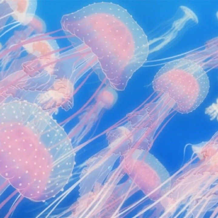 many jellyfish are swimming in the water