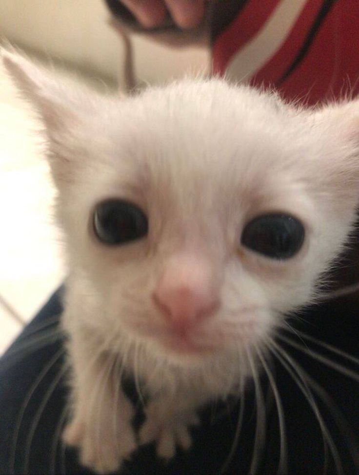 a close up of a small white kitten