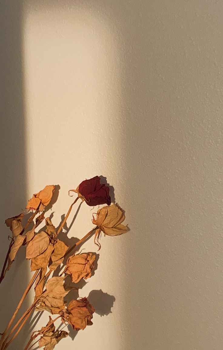 dried flowers are sitting in the corner of a white room with shadows on the wall