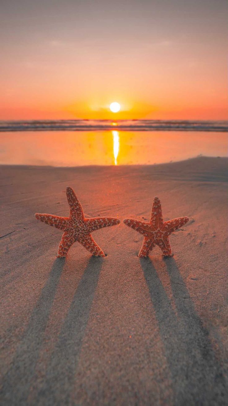 two starfishs on the beach at sunset