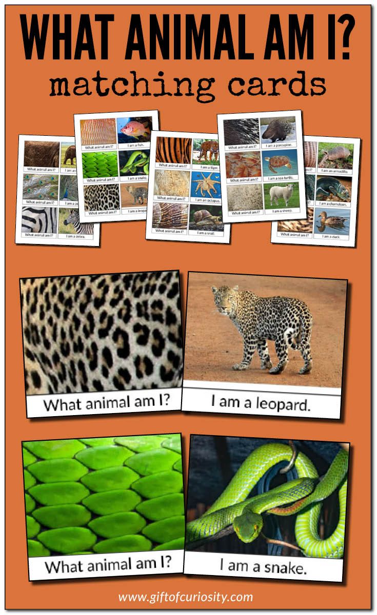 what animal am i? matching cards with pictures of green snakes and leopards in them