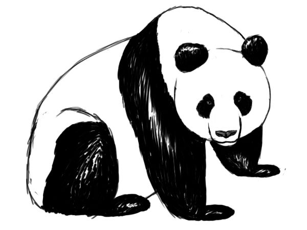 a black and white drawing of a panda bear