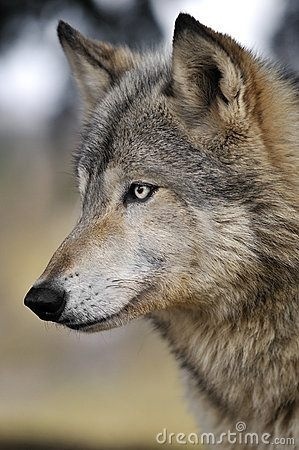 a close up of a wolf's face with trees in the back ground behind it
