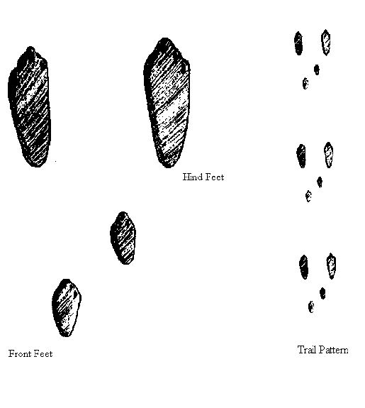several footprints are shown in black and white, with the words find forest on them