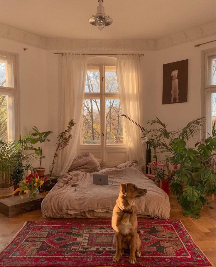 a dog is sitting on a rug in front of a bed with plants and windows
